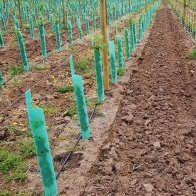 โพรพิลีน Plastic Tree Guard คอร์ฟลูต Vine Protectors ป้องกันแรงกระแทก