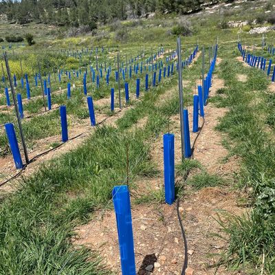 Corflute Tree Guard เหมาะสําหรับคนทําสวน คนปลูกสวนและโรงพืชต้นไม้ที่กําลังมองหาท่อป้องกันต้นไม้ที่ทนทาน